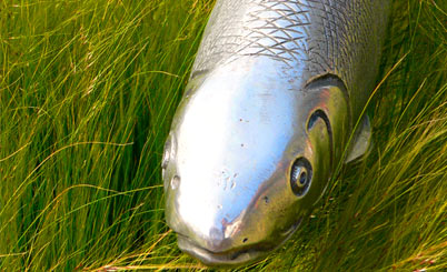 全方位服务的服务器攻击方式